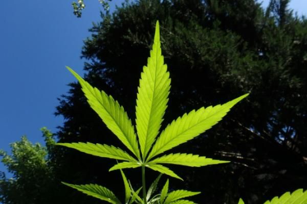 sex panther strain 