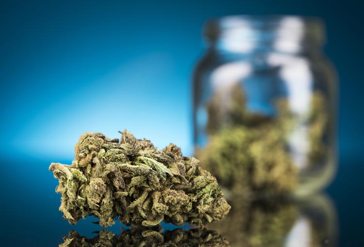 Boost Your Wellness Program with THCA Flower