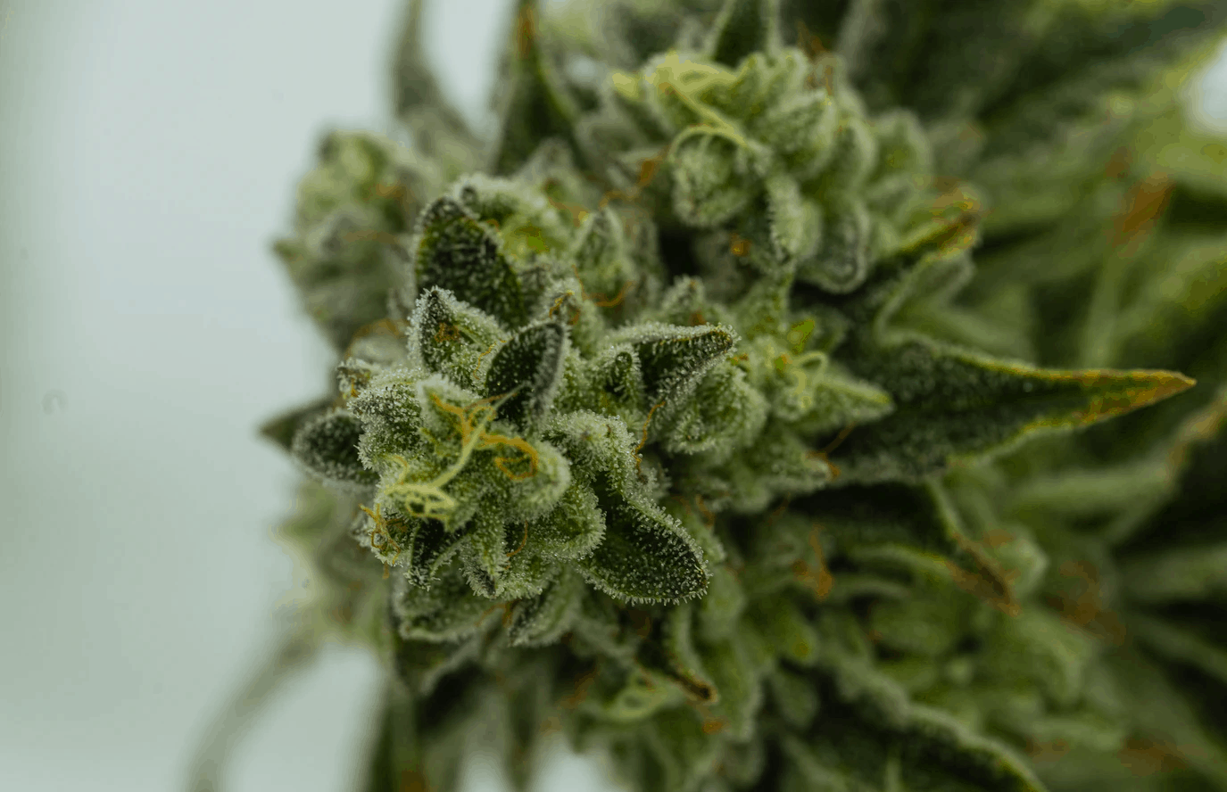 Supporting PTSD Recovery with Delta 8 Buds